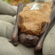 Bats used in the study were tracked with a radio transmitter. (Image: Image: MPI f. Ornithology/ K. Safi)